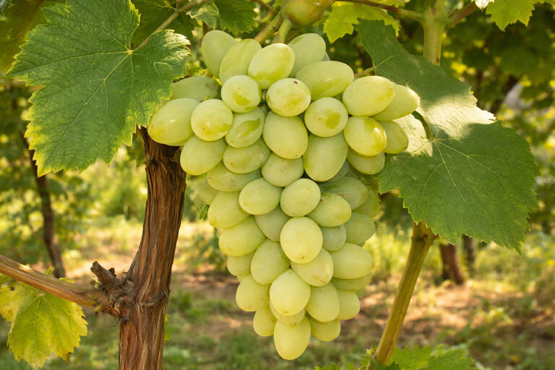 Neptune Grape - Harvest, Pruning, Uses, and Flavor
