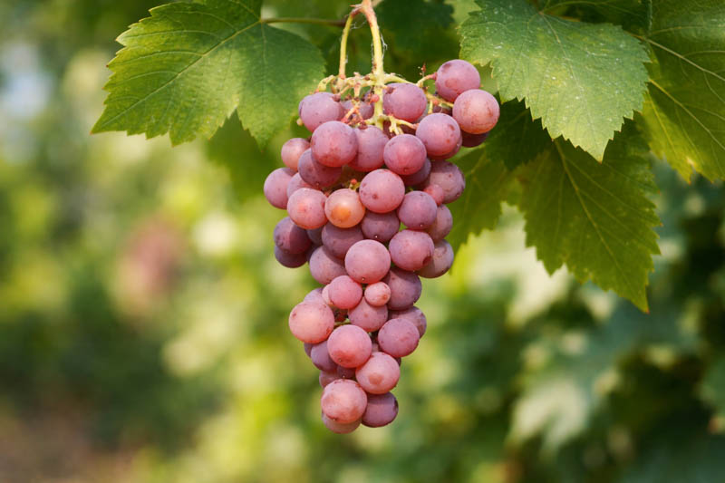 Sunlit Somerset Seedless grapes in the vineyard