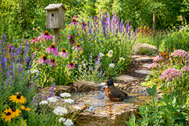 Sunlit garden with birdbath and wildlife
