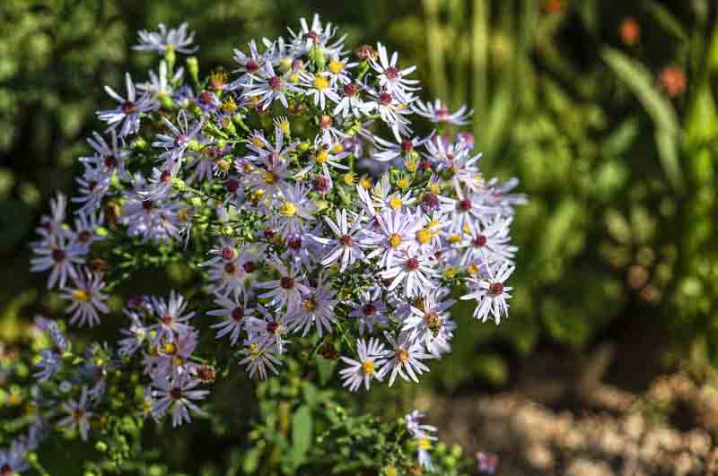 Short's Aster, Aster Shortii, Symphyotrichum shortii