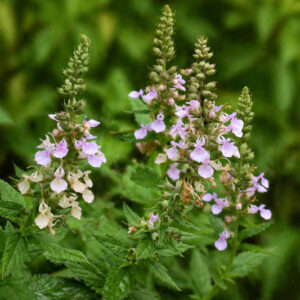 American Germander, Canada Germander, Canadian Germander, Germander, Wood Sage, American Wood Sage, Canadian Wood Sage, Hairy Germander, Horsemint, Lavender Bee Balm, Teucrium canadense