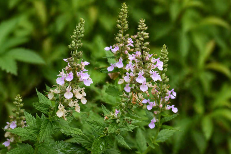 American Germander, Canada Germander, Canadian Germander, Germander, Wood Sage, American Wood Sage, Canadian Wood Sage, Hairy Germander, Horsemint, Lavender Bee Balm, Teucrium canadense