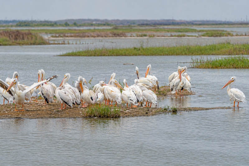 Texas gulf coast landscape with pelicans