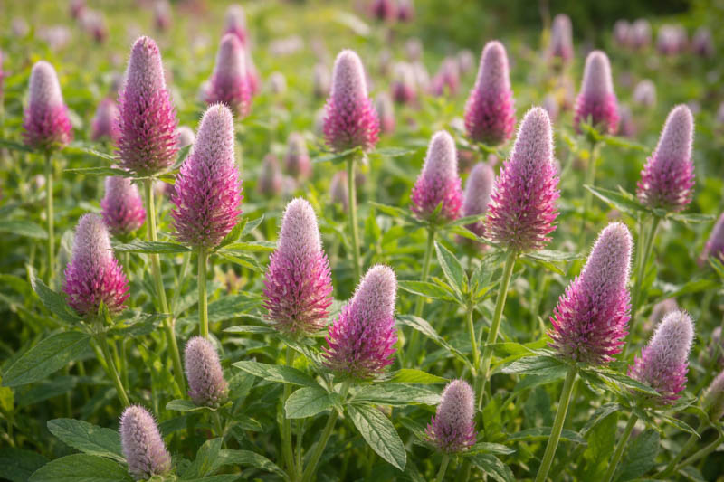 Trifolium rubens, Sunlit red feather clover in bloom