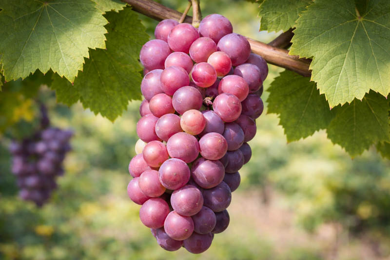 Vibrant Beta purple grapes in sunlight