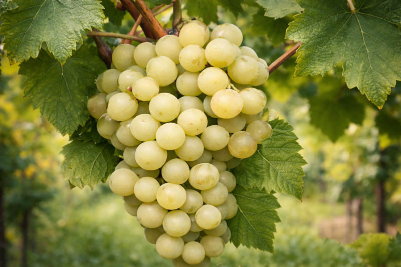 Vibrant Interlaken green grape cluster in sunlight