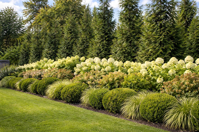 Vibrant summer garden layers