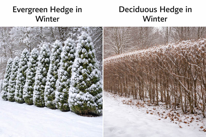 Winter hedges evergreen vs deciduous