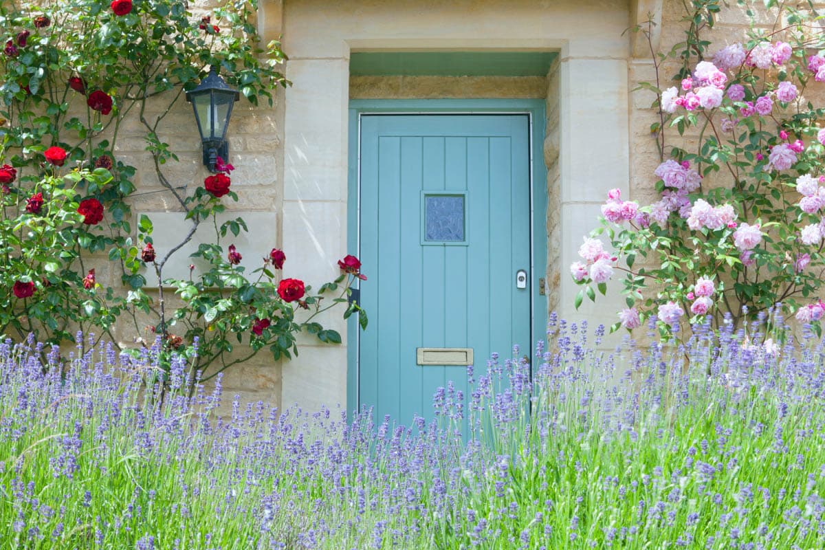 Cottage garden with roses and lavender