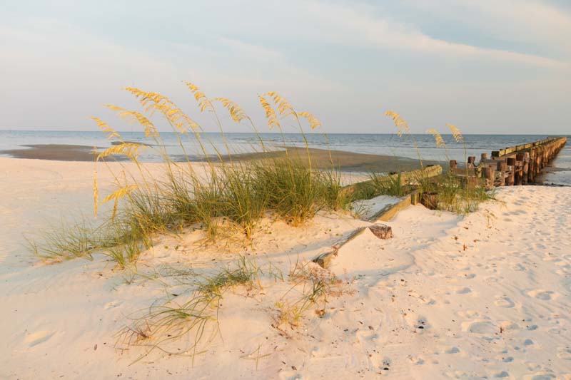 Sea oats on the beach with old wooden pier and ocean in background at sunset. Uniola paniculata