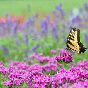 Pollinator garden in full bloom
