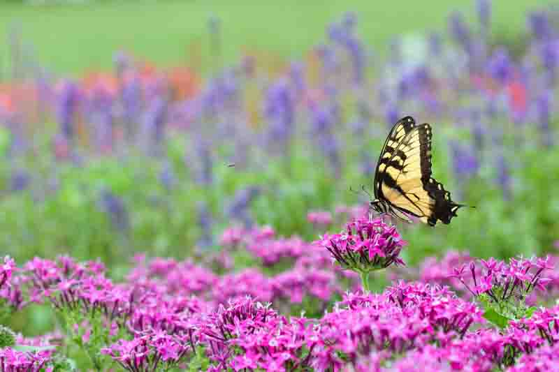 Pollinator garden in full bloom