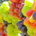 Best grapes for zone 6, A bounty of grapes on display in zone 6