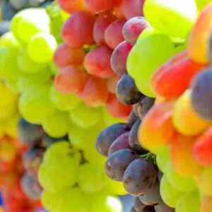 Best grapes for zone 6, A bounty of grapes on display in zone 6
