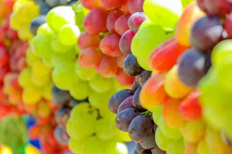 Best grapes for zone 6, A bounty of grapes on display in zone 6