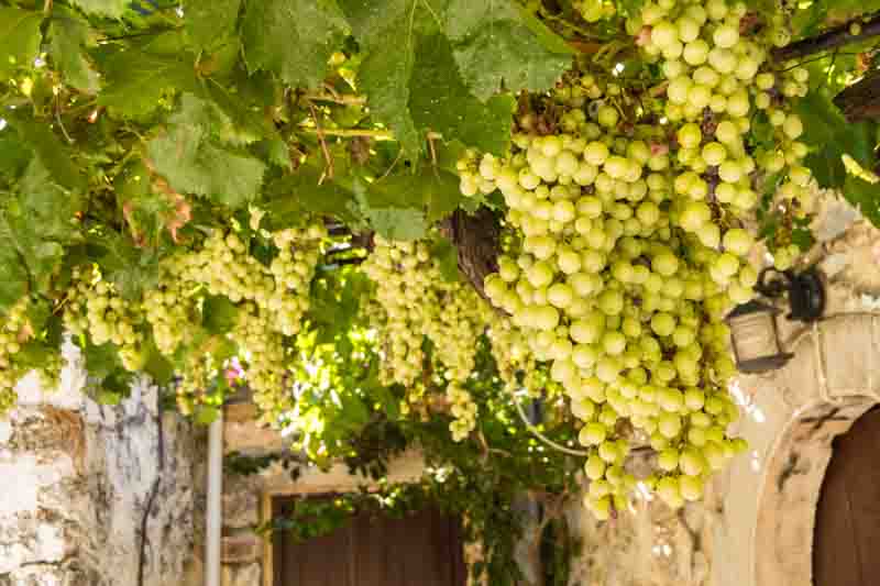 Best Grapes for Arbors, Pergolas, and Fences
