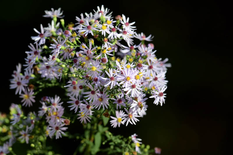 Short's Aster, Symphyotrichum shortii, Aster shortii, native woodland aster, violet-blue fall flowers, pollinator plant for part shade
