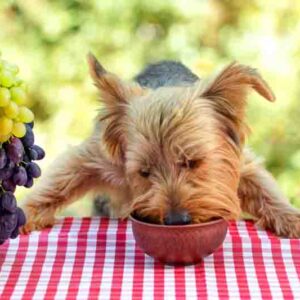 Can dogs eat grapes, are grapes bad for dogs