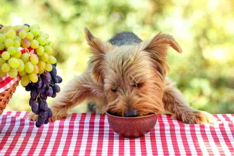 Can dogs eat grapes, are grapes bad for dogs