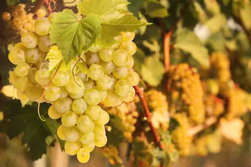 Lakemont seedless grape clusters pale green table grapes vine
