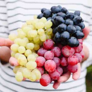 Various types of grapes