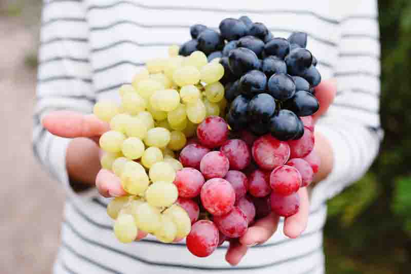 Various types of grapes
