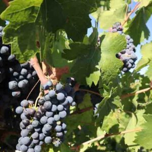 Vibrant Zinfandel grapes in sunlight