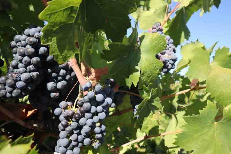 Zinfandel grapes growing in a vineyard, dark wine grapes on mature vines