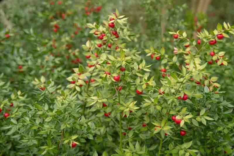 Butcher’s Broom, Butcher’s-broom, Knee Holly, Kneeholm, Box Holly, Jew’s Myrtle, Wild Myrtle, Shepherd’s Myrtle, Sweet Broom, Pettigree, Piaranthus