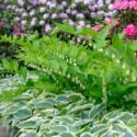 Shade garden, Variegated hosta and Solomon seal, pink rhododendrin and azalea.