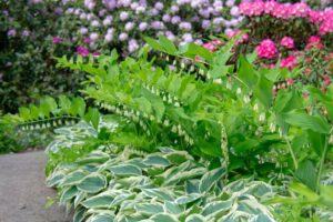 Shade garden, Variegated hosta and Solomon seal, pink rhododendrin and azalea.