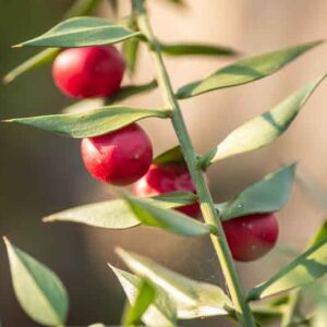 Butcher’s Broom, Butcher’s-broom, Knee Holly, Kneeholm, Box Holly, Jew’s Myrtle, Wild Myrtle, Shepherd’s Myrtle, Sweet Broom, Pettigree, Piaranthus