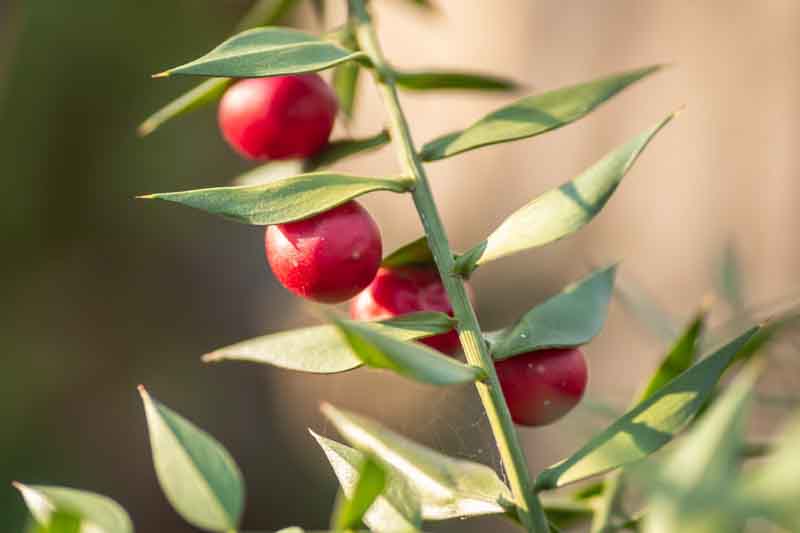 Butcher’s Broom, Butcher’s-broom, Knee Holly, Kneeholm, Box Holly, Jew’s Myrtle, Wild Myrtle, Shepherd’s Myrtle, Sweet Broom, Pettigree, Piaranthus