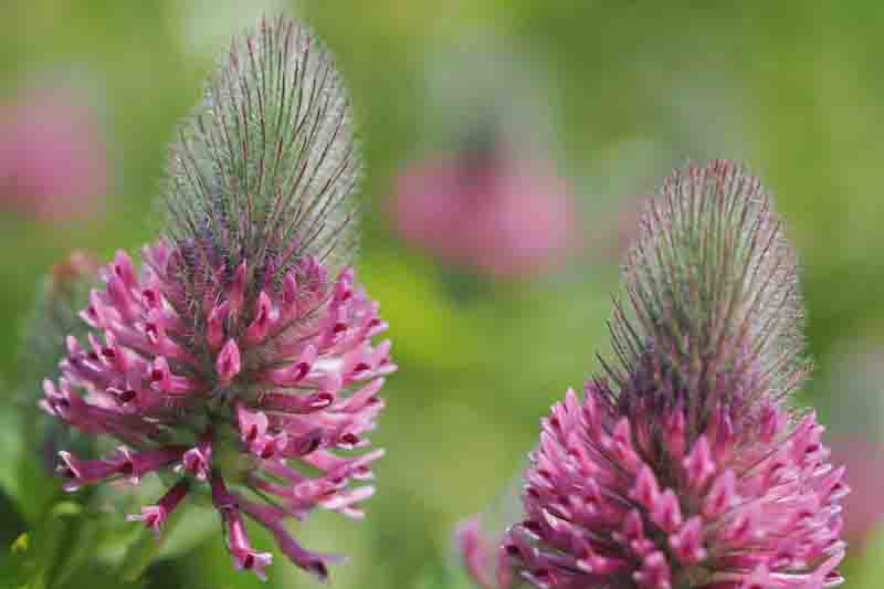 Trifolium rubens, Sunlit red feather clover in bloom