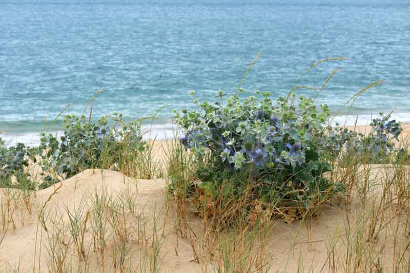 Best Plants for Windy Coastal Gardens - Tough & Beautiful Choices