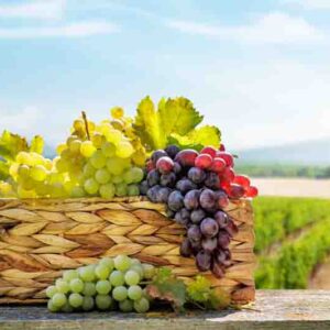 Best Grape Varieties for Cold Climates
