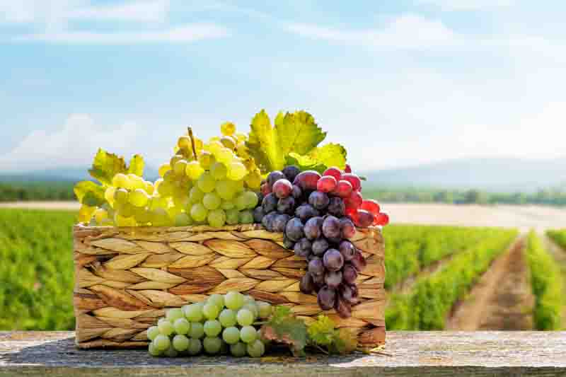Best Grape Varieties for Cold Climates