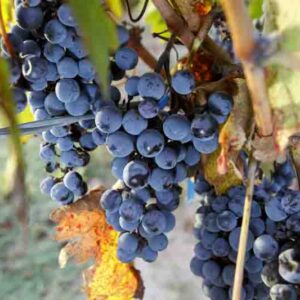 Ripe Cabernet Sauvignon grapes on vine