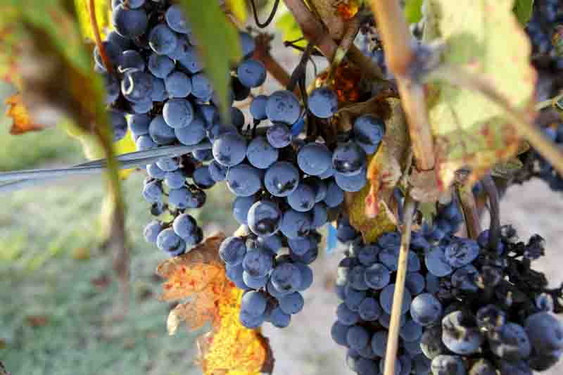Ripe Cabernet Sauvignon grapes on the vine, dark wine grapes for vineyard and home wine growing