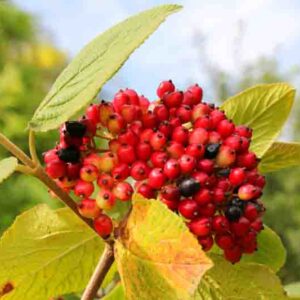 Viburnum lantanoides berries, Hobblebush berries, Vibrant red berries in the woods, Witch-hobble, Alder-leaved Viburnum, Moosewood
