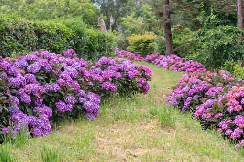 Abundantly blooming bigleaf hydrangeas (Hydrangea macrophylla) with rare bicolor flowers line a curving grassy garden path among conifers and hedges, creating a lush, scenic landscape.
