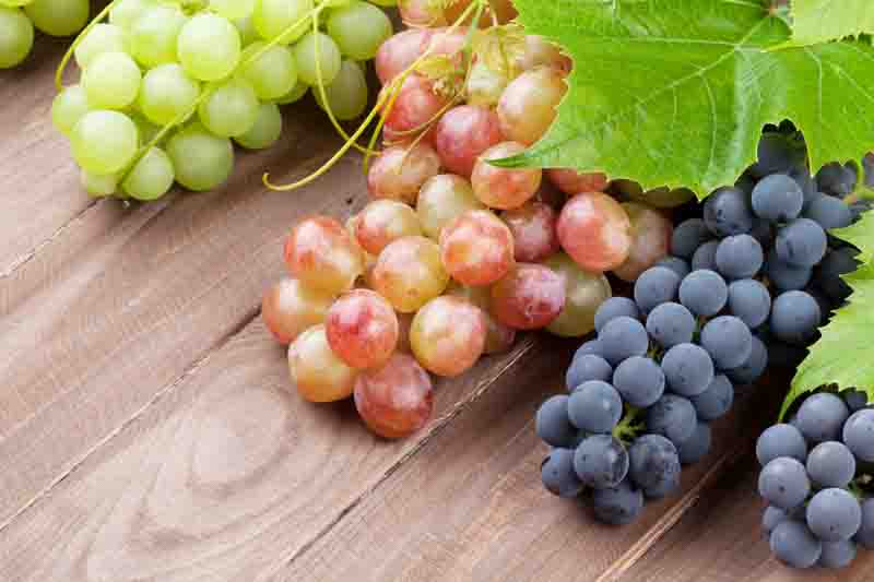 American grapes, European grapes, Hybrid grapes, Muscadine