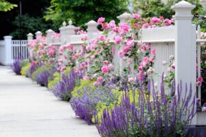 Perennial Combinations, Plant Combinations, Summer Borders, Hedges ideas, Fence ideas, Plant combination ideas, Borders ideas, Perennial combinations, David austin Rose Gertrude Jekyll, Salvia sylvestris, Salvia Mainacht, Salvia May Night, alchemilla moll