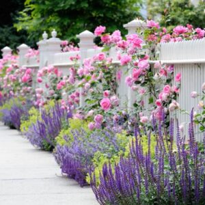 Perennial Combinations, Plant Combinations, Summer Borders, Hedges ideas, Fence ideas, Plant combination ideas, Borders ideas, Perennial combinations, David austin Rose Gertrude Jekyll, Salvia sylvestris, Salvia Mainacht, Salvia May Night, alchemilla moll