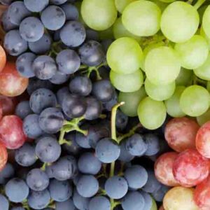 Best Grapes for Humid Eastern Gardens