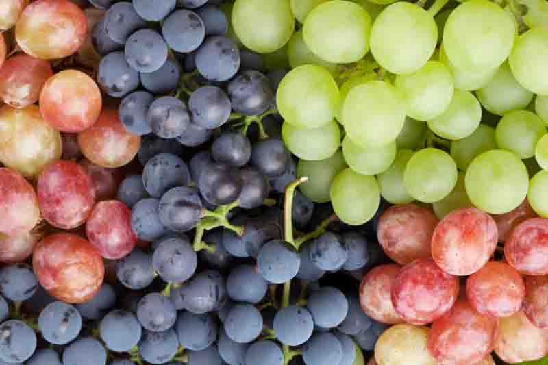 Best Grapes for Humid Eastern Gardens