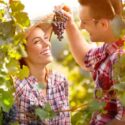 Best table grapes for fresh eating, Enjoying the sunlit vineyard harvest