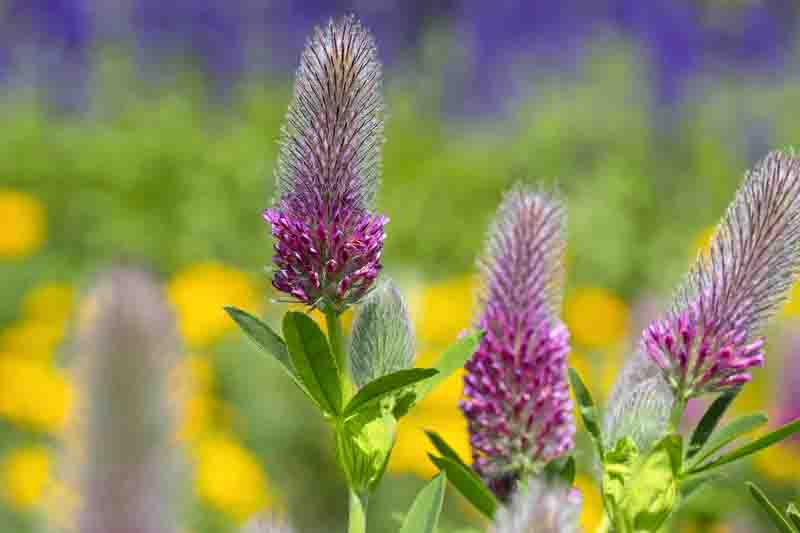 Trifolium rubens, Sunlit red feather clover in bloom