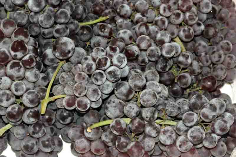 Fresh and dried black Corinth grapes