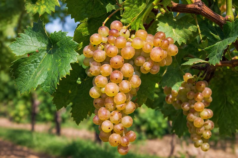 vitis rotundifolia Triumph, Triumph Muscadine Grape